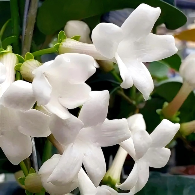 以乐会友：旋律中的文雅对话