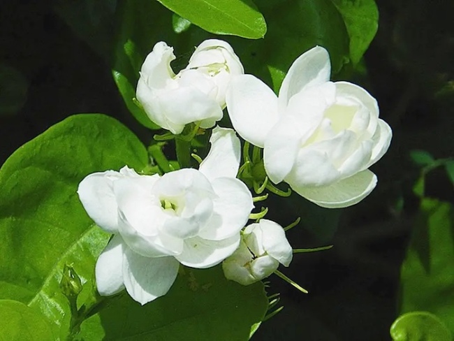 以乐会友：旋律中的文雅对话